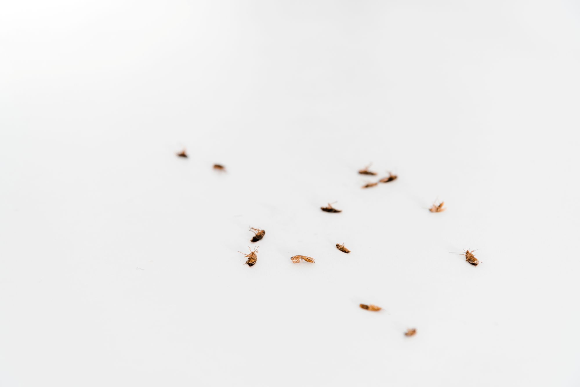 small-brown-insects-scattered-on-a-white-backgroun-2026-03-25-10-14-59-utc